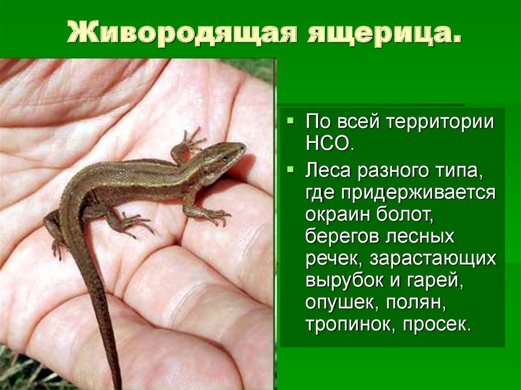 Где есть ящерицы. Живородящая ящерица красная книга. Живородящая ящерица описание. Пресмыкающиеся и амфибии Новосибирской области. Подмосковные ящерицы живородящие.