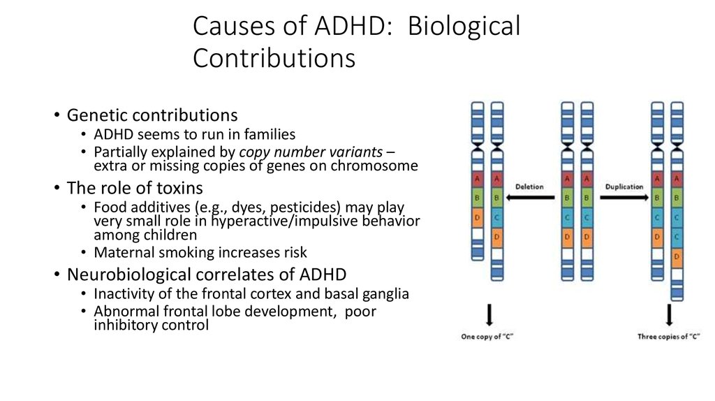 Causes of ADHD: Biological Contributions