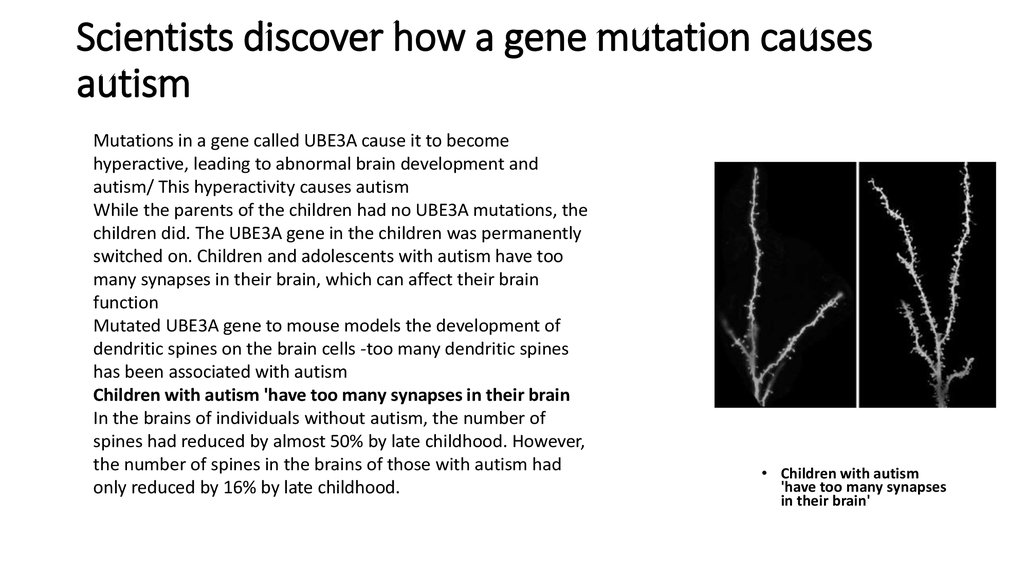 Scientists discover how a gene mutation causes autism