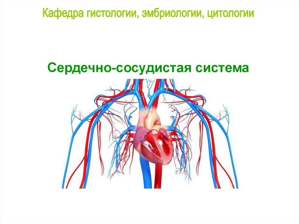 Развитие сердечно сосудистой системы. Сердечно сосудистая система. Сердечно сосудистая система плода.