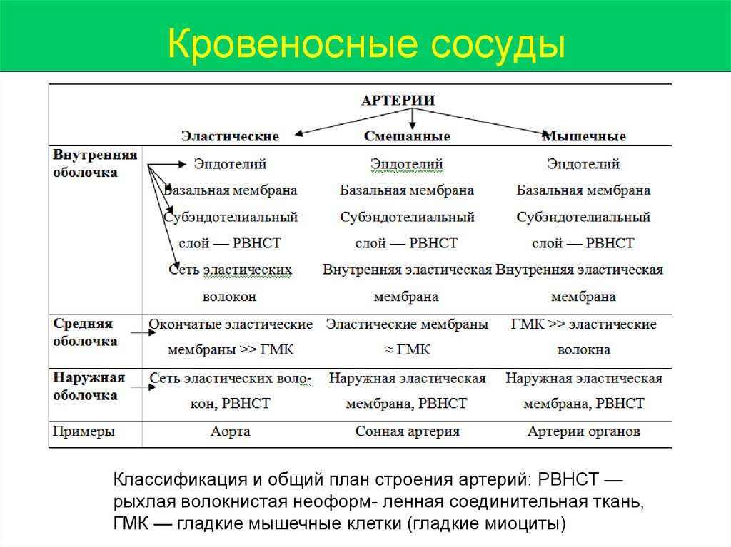 Общий план строения артерий