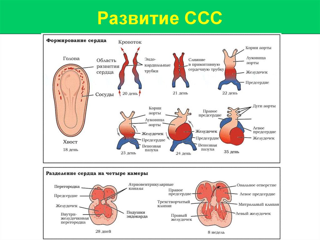 Возрастные особенности развития сердечно сосудистой системы презентация