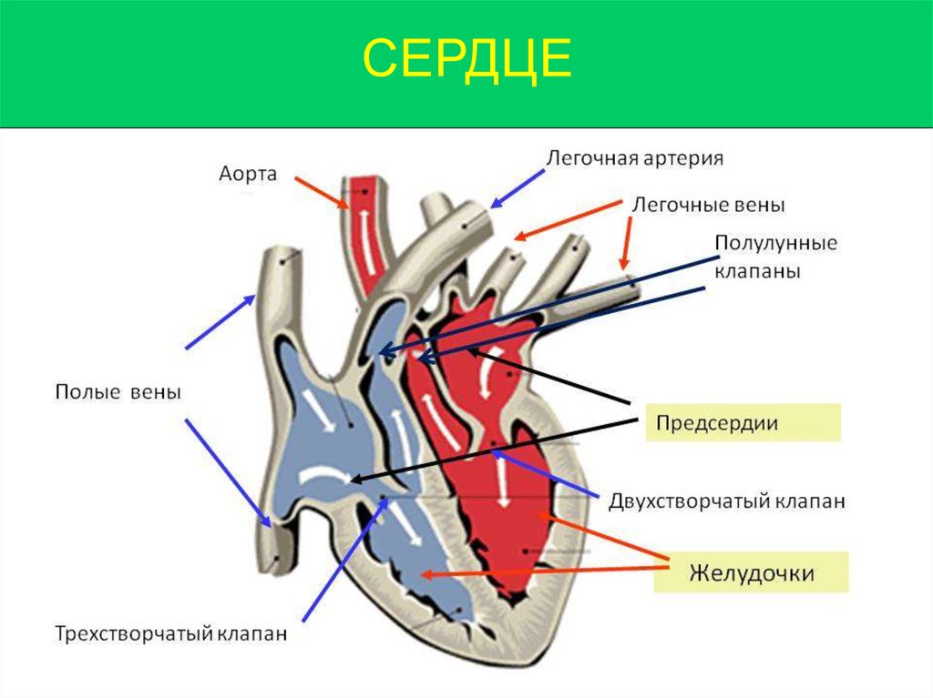 Нормальному кровообращению. Схема сердца с клапанами и токами крови. Схема строения сердца ток крови. Схема потоков крови в сердце. Ток крови в сердце схема.