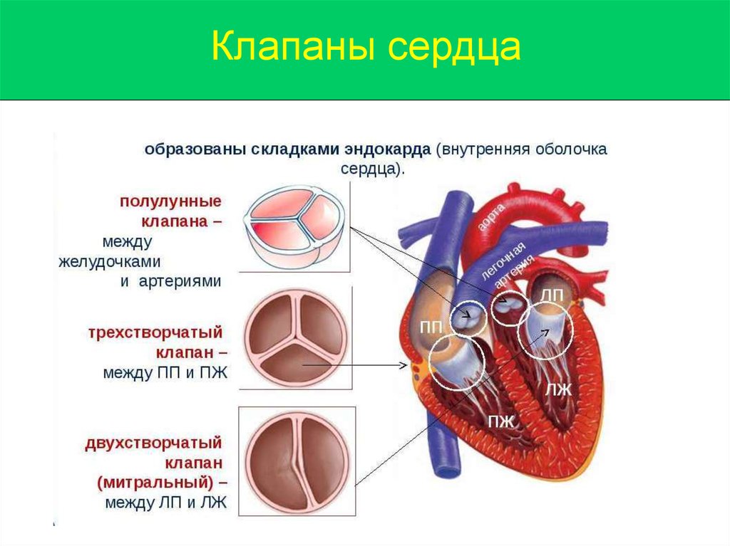 Сердце образовано клетками. Клапана сердца человека названия. Клапаны сердца названия. Строение сердца клапаны желудочки. Строение сердца полулунный клапан.