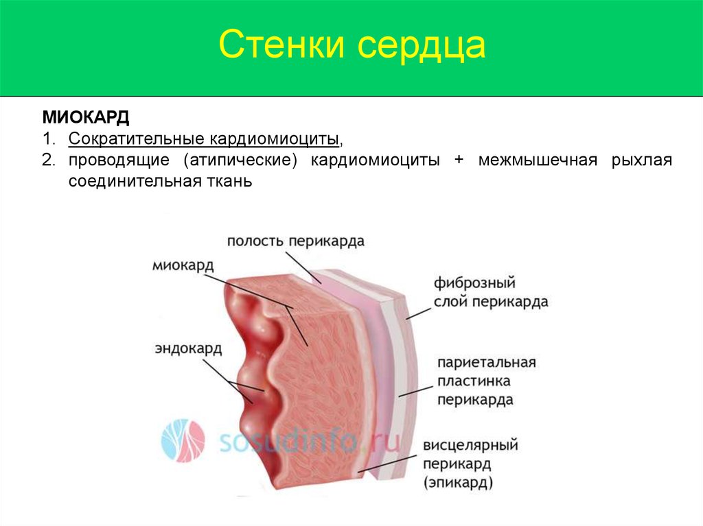 Стенка сердца образована