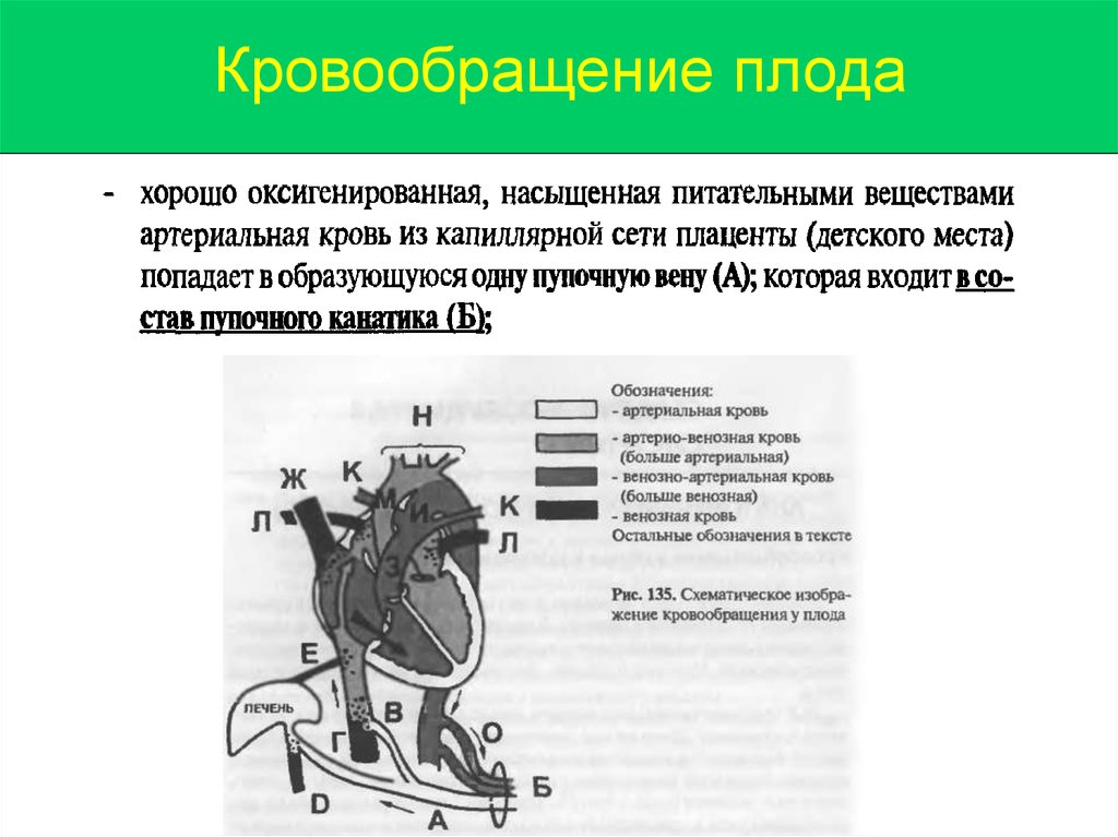 Кровообращение у плода презентация