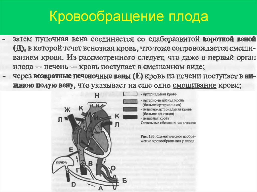 Кровообращение у плода презентация