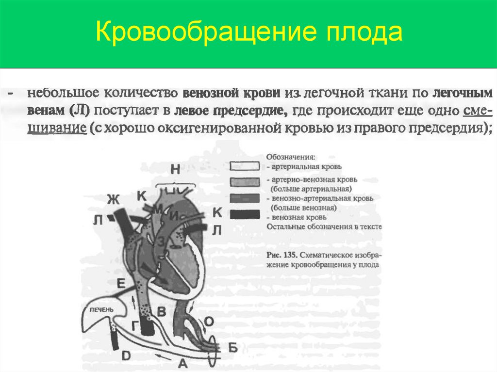 Кровообращение плода