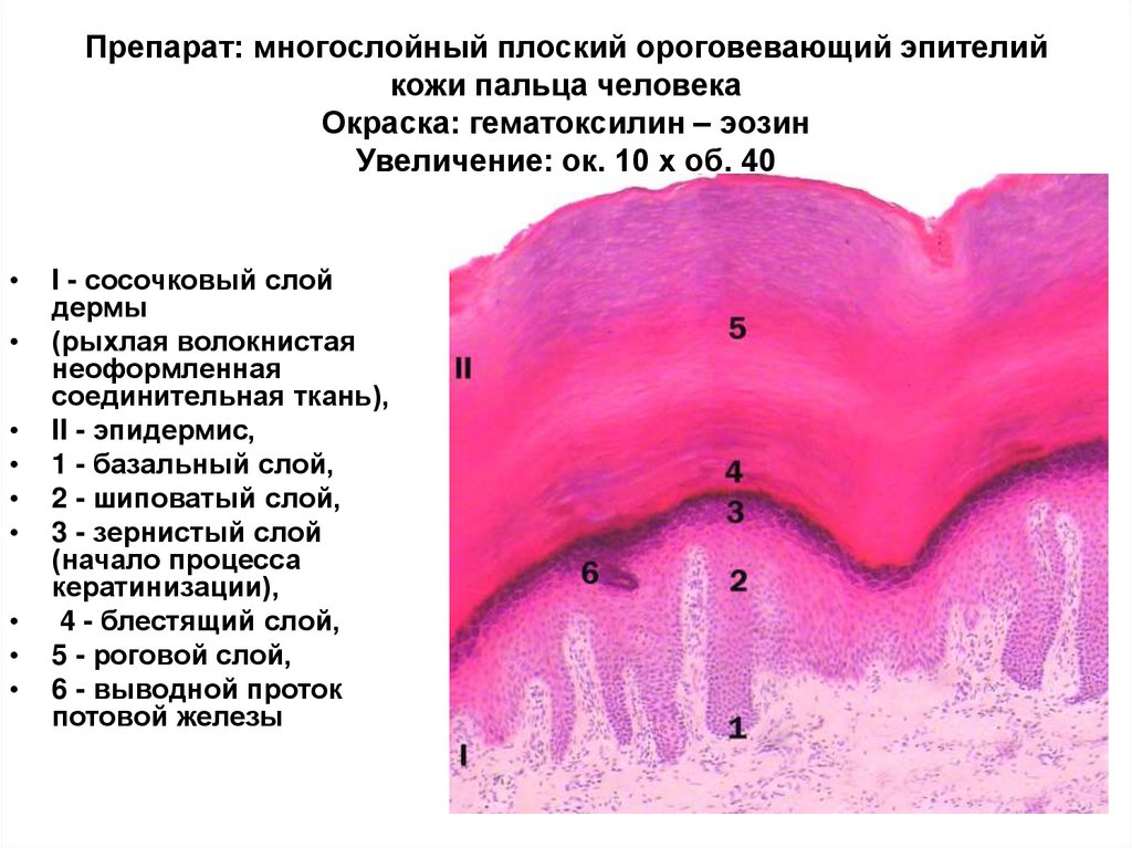 Кожа пальца гистология рисунок