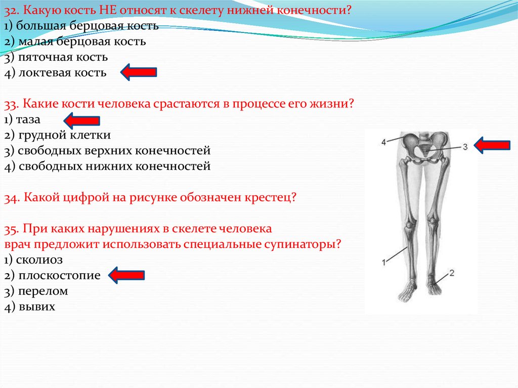 Установить соответствие кости скелета человека. Малая берцовая кость нижней конечности. Скелет человека большая берцовая кость. Большая берцовая нижняя конечность. Какую кость не относят к скелету нижней конечности.