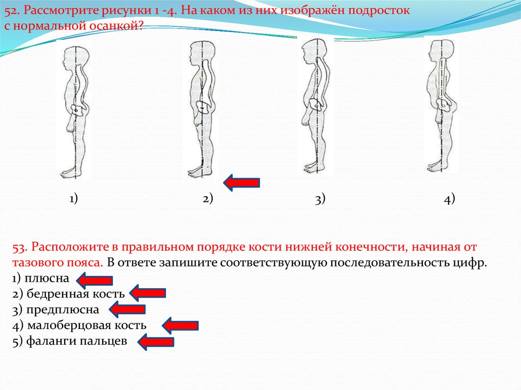 Последовательность костей. Подросток с нормальной осанкой. Правильный порядок нижней конечности. Осанка человека ОГЭ биология. Расположите в правильном порядке кости нижней конечности.