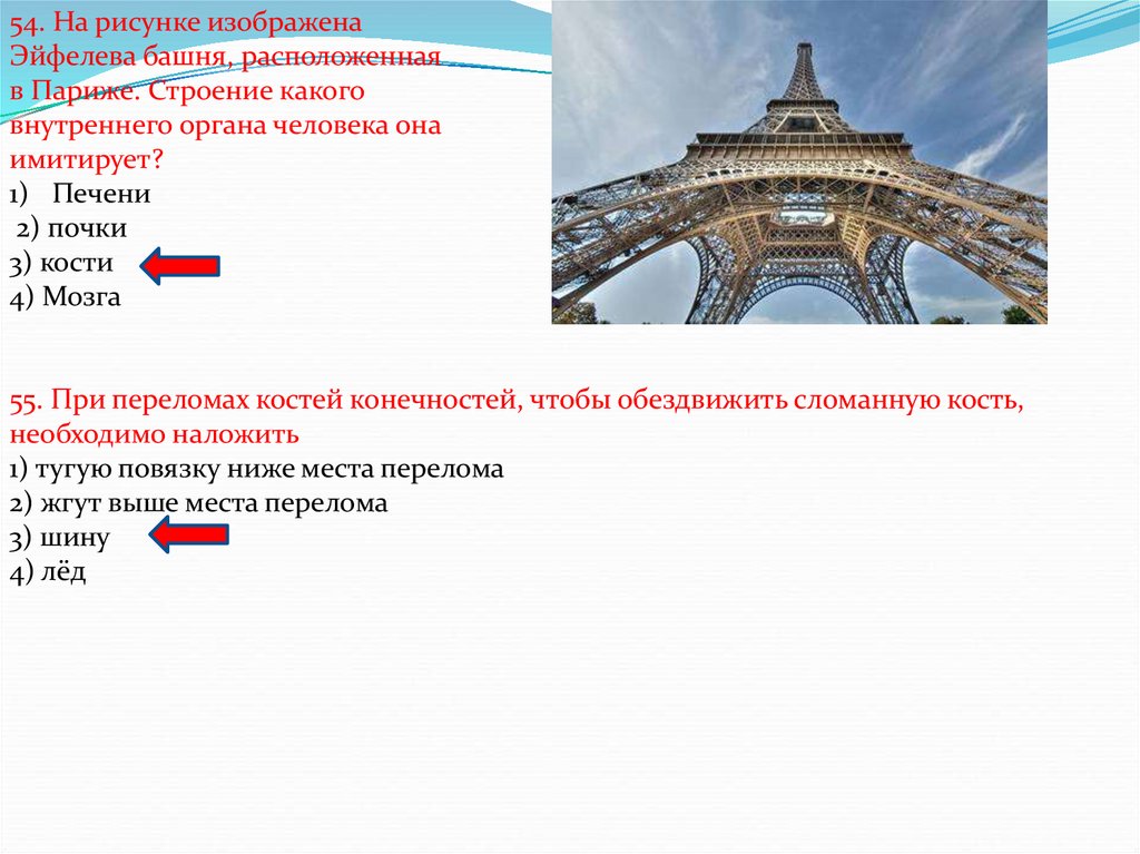 На рисунке изображен орган. Эйфелева башня строение какого внутреннего органа. Строение Эйфелевой башни кость. Скелет человека и Эйфелева башня. На какой орган человека похожа Эйфелева башня.