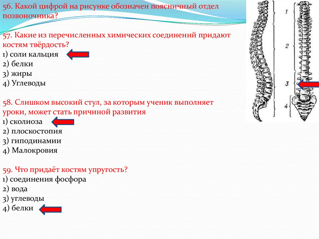 Твердость кости придают. Какой цифрой на рисунке поясничный отдел позвоночника?. Какой цифрой обозначен поясничный отдел позвоночника. Какой цифрой на рисунке обозначен поясничный отдел позвоночника. Какой цифрой обозначен на рисунке поясничный отдел.