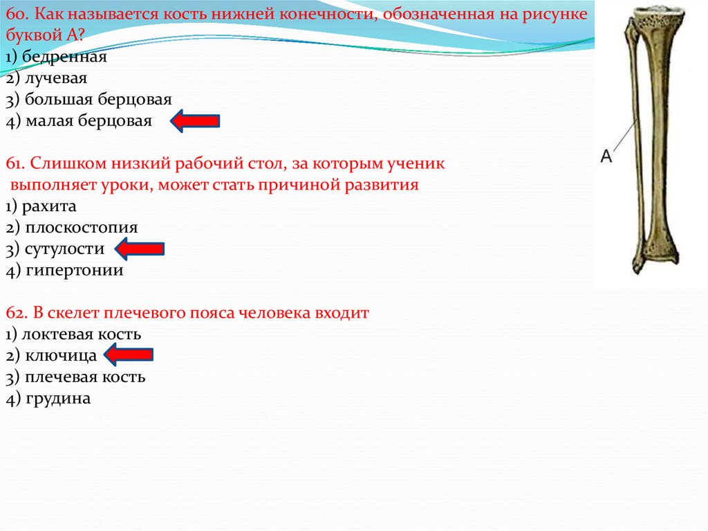 Определите какая кость на рисунке обозначена цифрой 1 назовите отдел скелета верхних конечностей