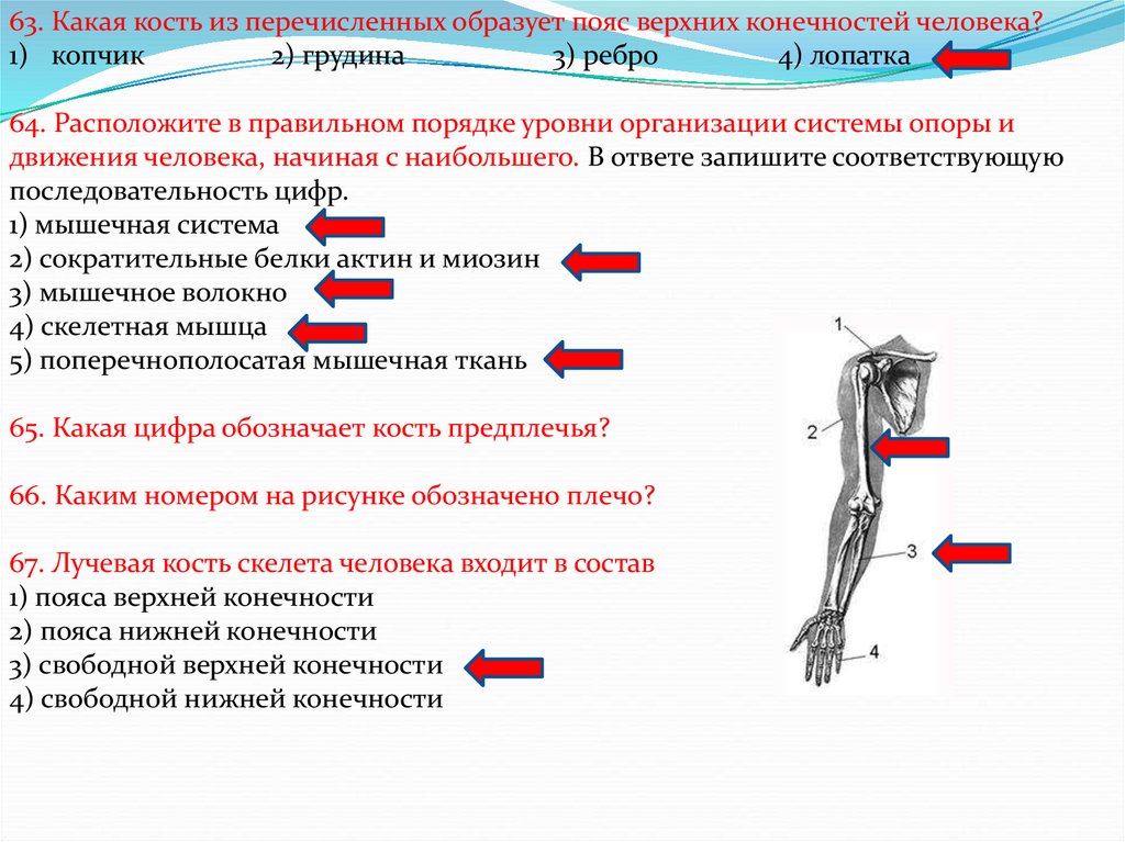 Какая из перечисленных костей. Перечислите кости пояса верхних конечностей. Кости пояса верхних конечностей человека таблица. Кости пояса верхней конечности человека. Свободные Верхние конечности строение и функции.