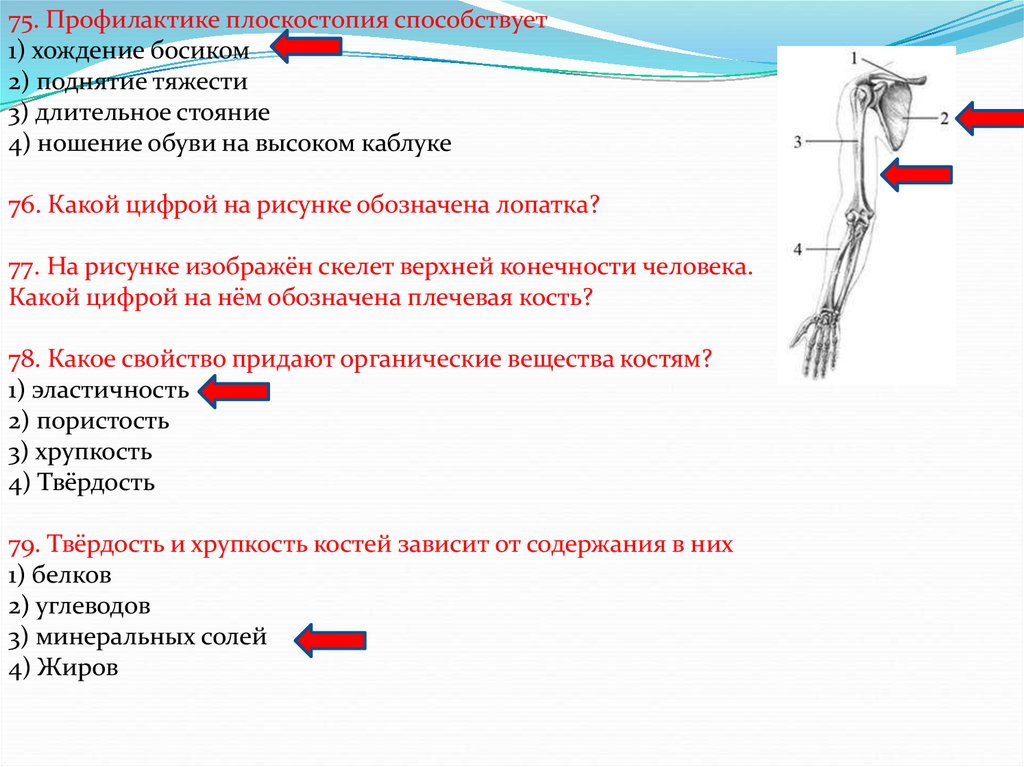 Итоговая работа по биологии 8 класс какой буквой на рисунке обозначена плечевая кость