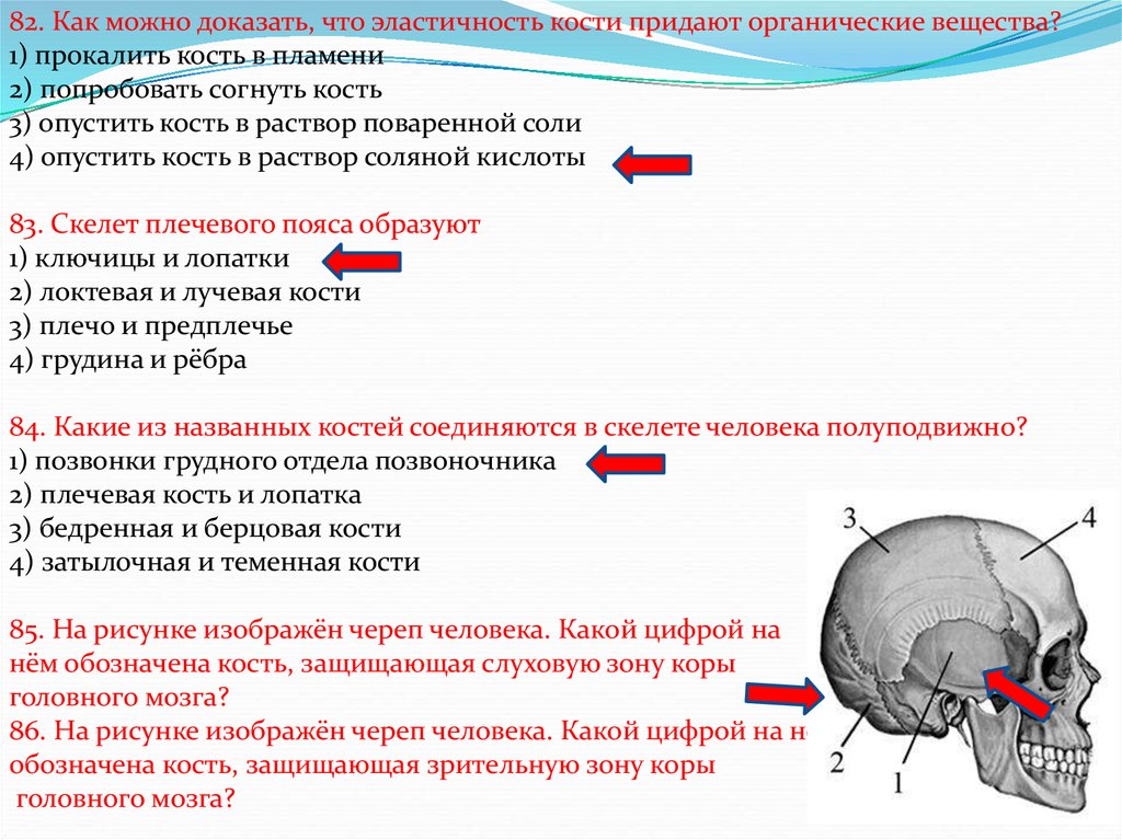 Что означает кости. Какая кость защищает зрительную зону коры. Кость защищающая слуховую зону коры головного. Кость защищающая зрительную зону коры больших полушарий. Какая кость черепа защищает зрительную зону коры головного мозга.