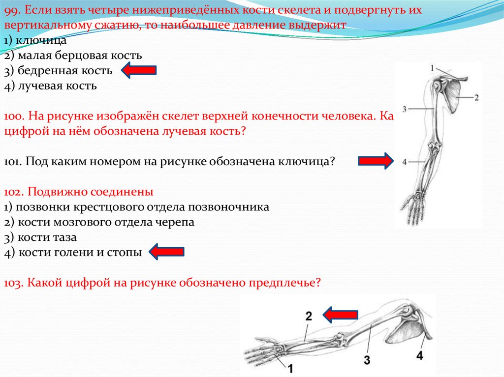 Забрал 4. Какую нагрузку выдерживают кости человека. Какой цифрой обозначено предплечье. Сколько выдерживает человеческая кость. Большая берцовая кость выдерживает нагрузку.