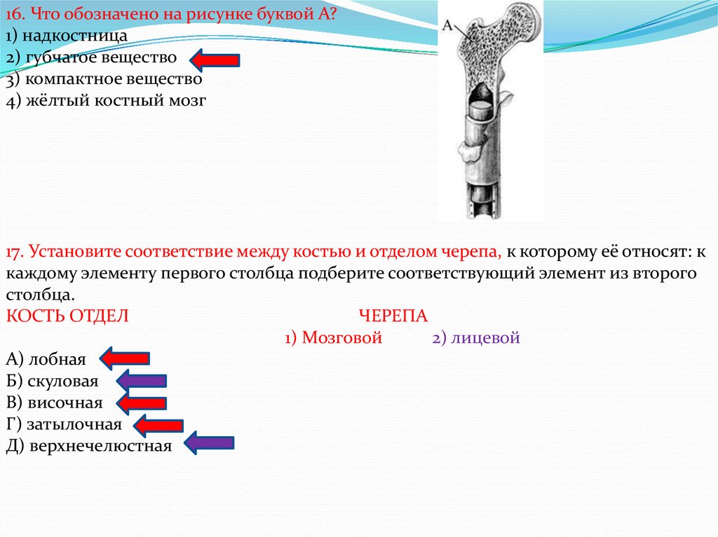 Установите соответствие кости. Что обозначено на рисунке буквой а надкостница губчатое вещество. Что обозначено на рисунке буквой а компактное вещество. Установи соответствие между костями и отделами. Что обозначено на рисунке буквой а? 1) Надкостница.