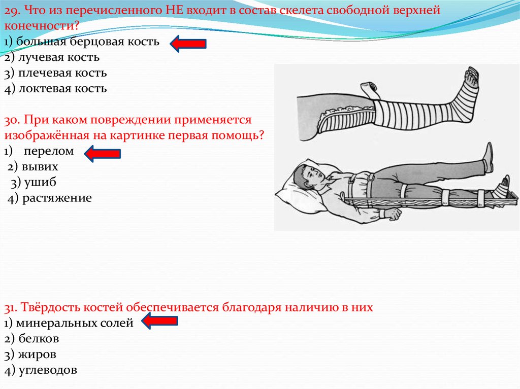 Лучевая кость скелета человека входит в состав