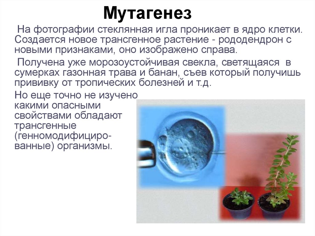 Мутагенез метод генетики. Мутагенез. Радиационный мутагенез в селекции растений. Искусственный мутагенез в селекции. Мутагенез примеры растений.