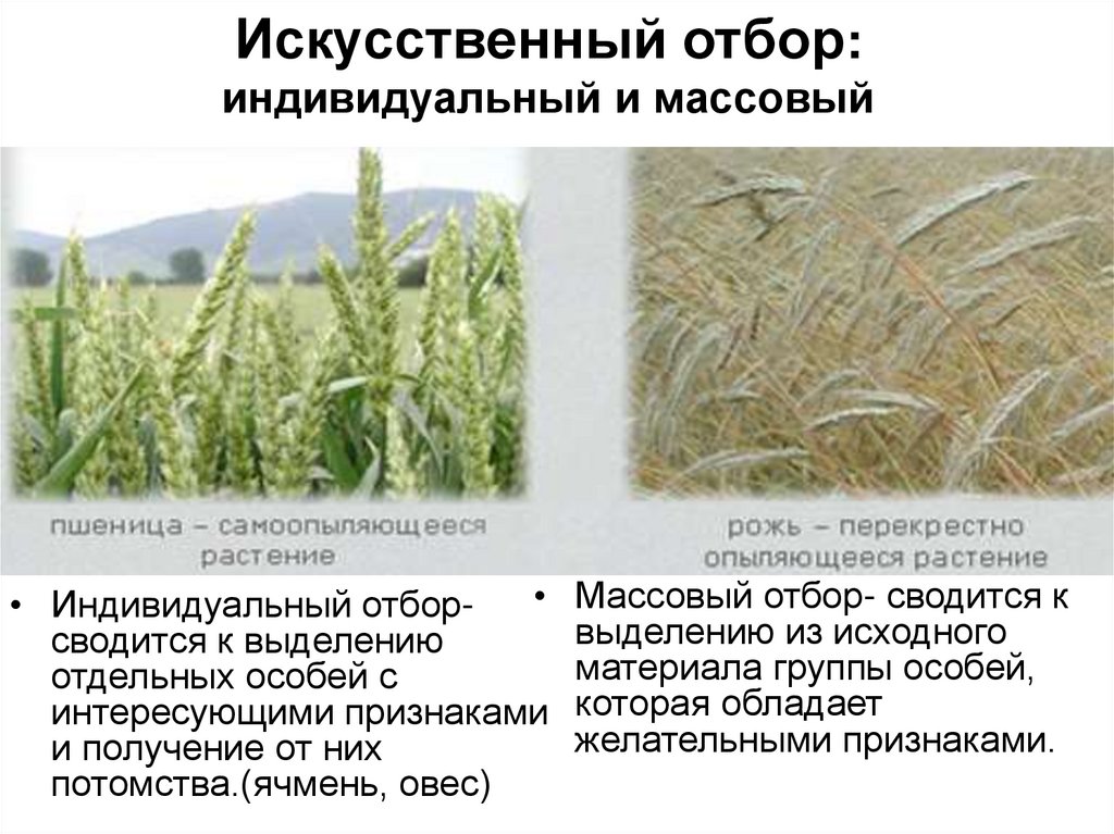 Массовый отбор гибридов. Массовый искусственный отбор примеры. Массовый и индивидуальный отбор. Массовый отбор в селекции растений. Индивидуальный искусственный отбор примеры.