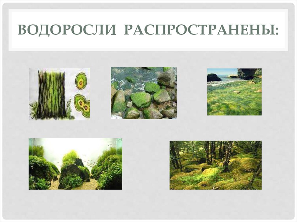 Водоросли распространены. Водоросли распространенные в центральной России. Как водоросли распространяют свои семена.