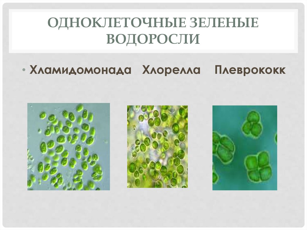 Одноклеточная зеленая водоросль хламидомонада. Плеврококк одноклеточная водоросль. Хлорелла плеврококк. Одноклеточные зеленые водоросли плеврококк. Зелёные водоросли плеврококк строение.