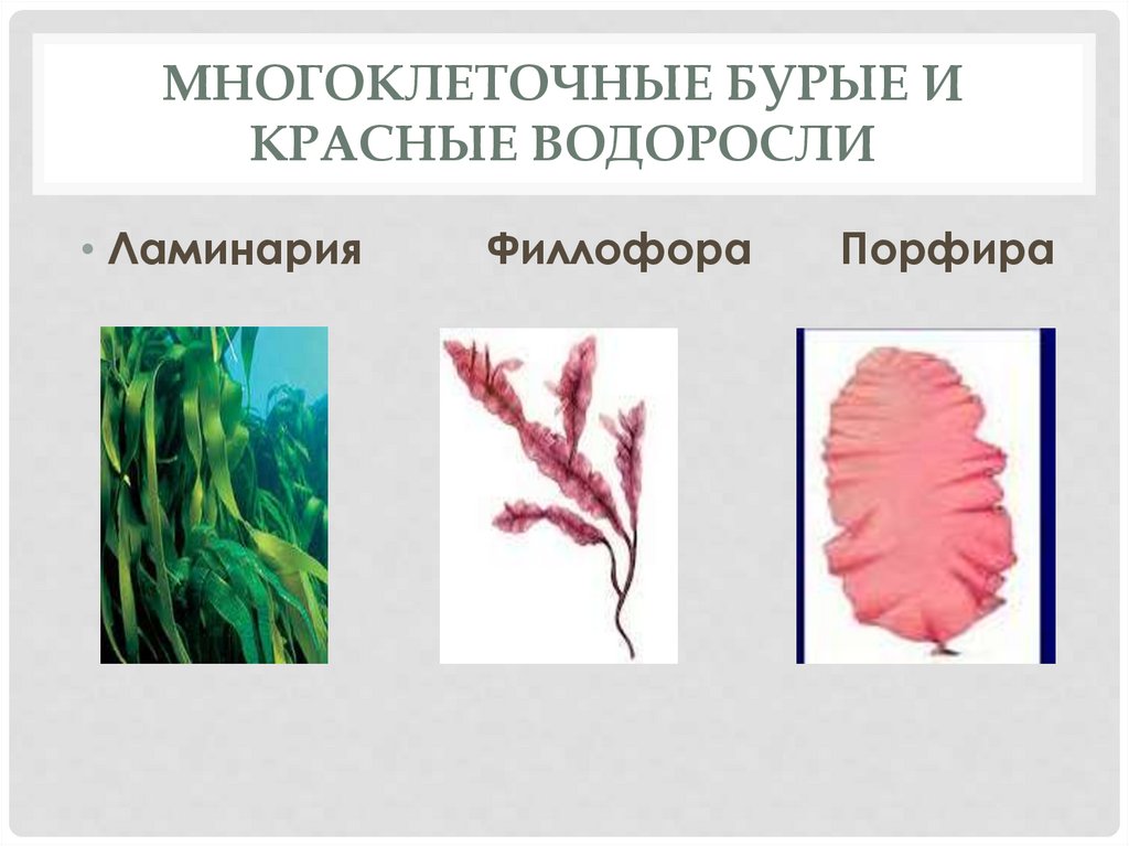 5 примеров водорослей. Ламинария порфира. Красная водоросль ламинария порфира. Бурую, красную, многоклеточную зеленую водоросли. Многоклеточные красные водоросли.