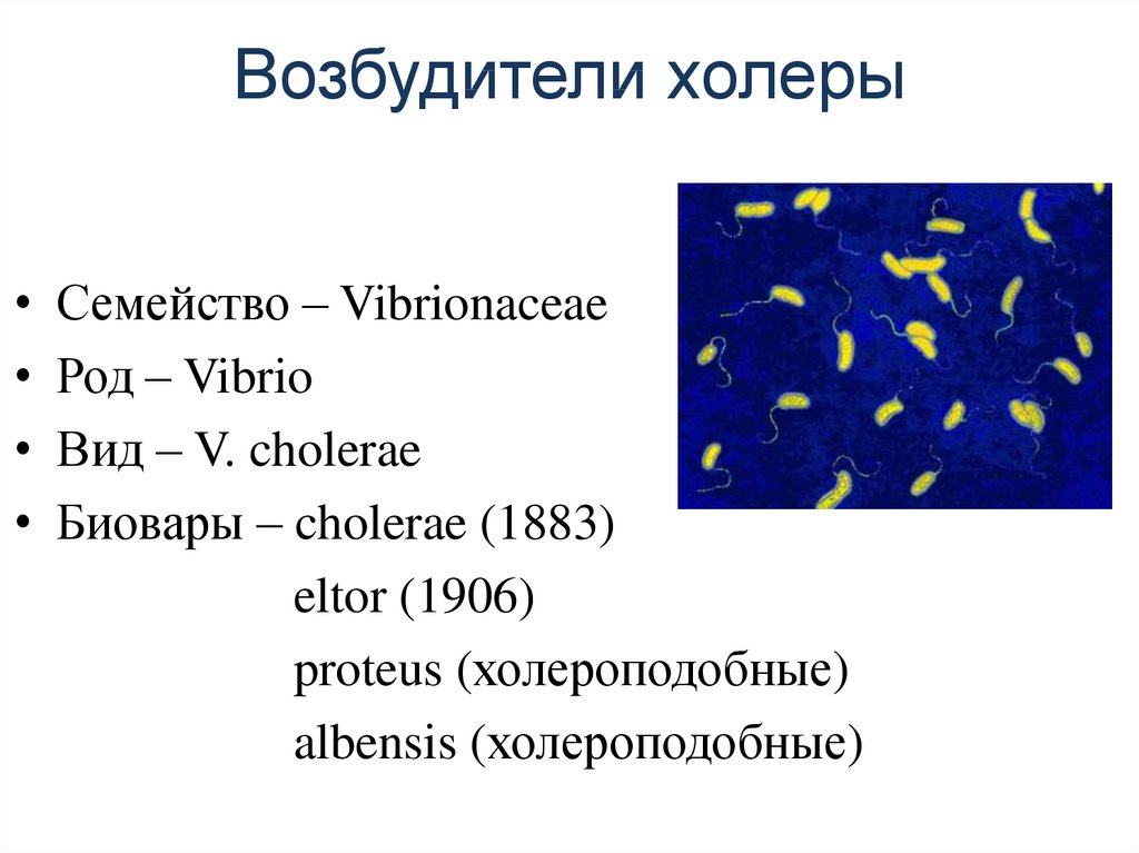 Холера микробиология презентация