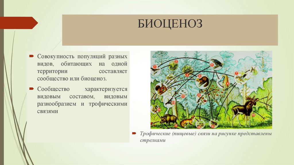 В каких отношениях находятся обитатели биоценозов. Биоценоз Дубравы. Биоценоз рисунок. Структура биоценоза. Биоценоз схема.