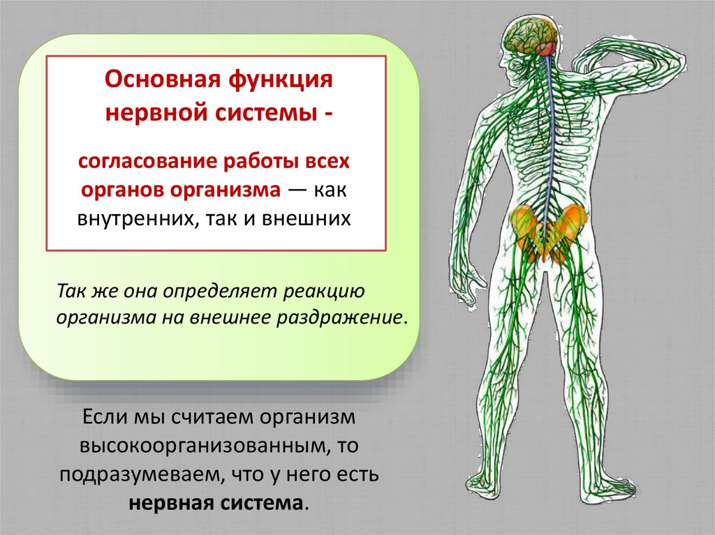 Работа систем органов. Согласованная работа органов нервной системы. Нервная система человека органы и функции. Нервная система человека выполняет функции. Основные функции нервной системы.