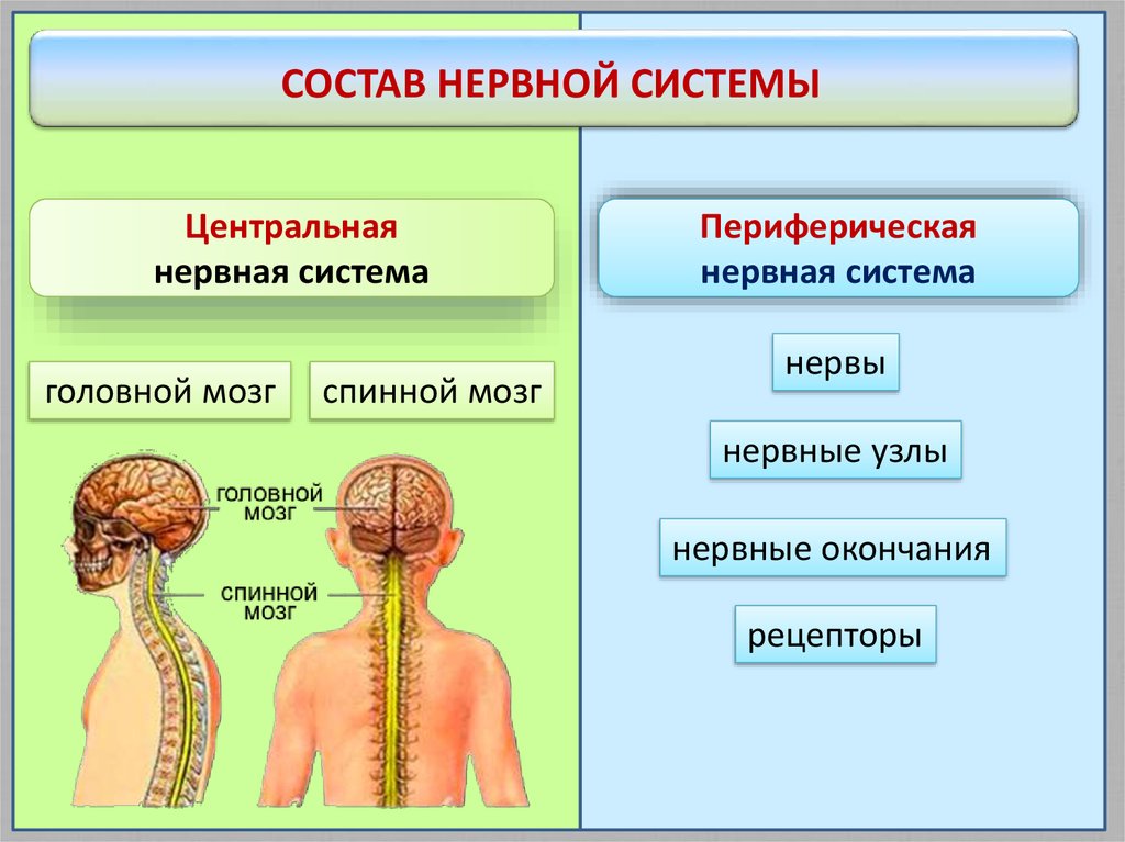 Укажите название органа центральной нервной системы человека