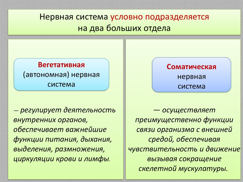 Соматическая нервная система функции. Функциональная нервная система подразделяется на. Функционально нервная система подразделяется на:. Нервная система человека подразделяется на основные отделы:. Вегетативная нервная система подразделяется на отделы.