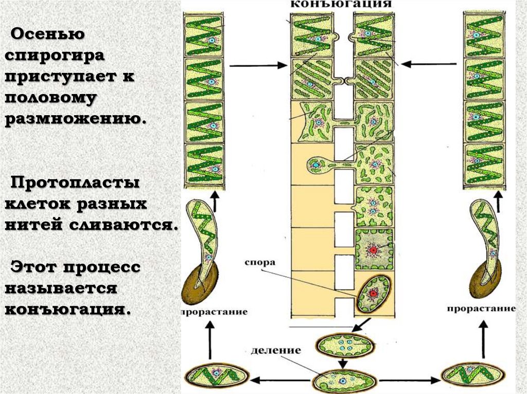 Спирогира 5. Spirogyra водоросль строение. Водоросль спирогира клетки. Конъюгация водоросли спирогиры. Многоклеточные зеленые водоросли спирогира.