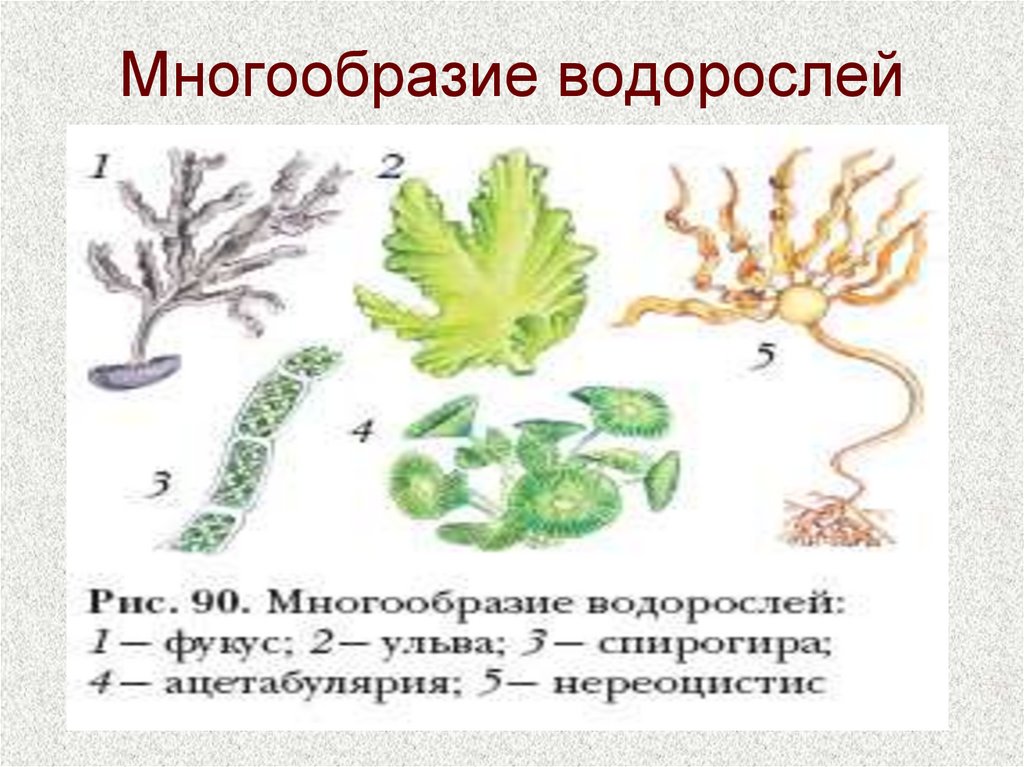 Численность водорослей. Многообразие водорослей. Виды водорослей названия. Водоросли их разнообразие. Разнообразие морских водорослей.