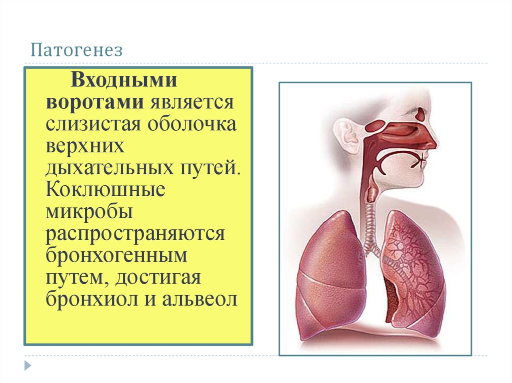 Верхняя слизистая оболочка это. Слизистая оболочка верхних дыхательных путей. Слизистые оболочки верхних дыхательных путей это. Слизистая оболочка верхних дыхательных путей у детей.