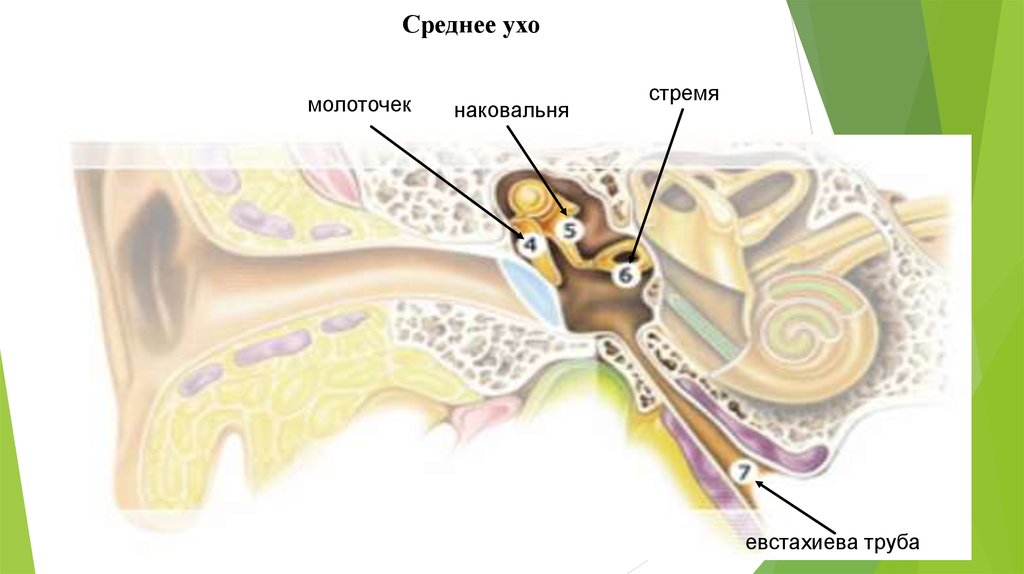 Среднее ухо где. Среднее ухо молоточек. Строение среднего уха кошки. Наружное ухо у млекопитающих.