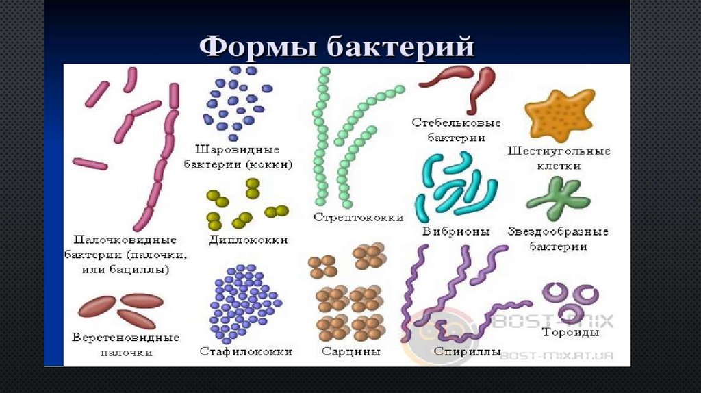 Приведите три примера бактерии