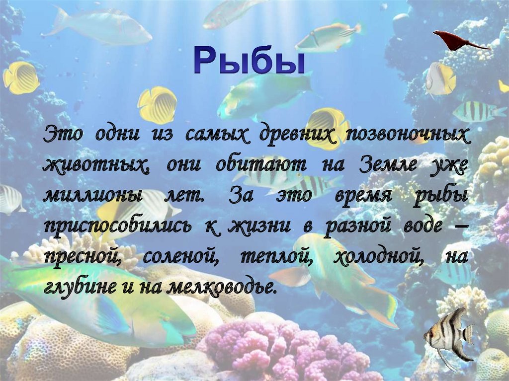 Рыбы время. Жизнь рыб летом. Жизнь рыб в жизни человека. Жизнь рыб в летний период. Воздух в жизни рыб.