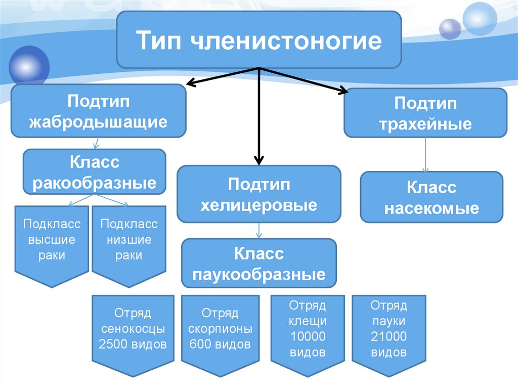 Членистоногие таблица. Систематика членистоногих схема. Систематика типа Членистоногие. Схема классификации типа Членистоногие. Тип Членистоногие схема.