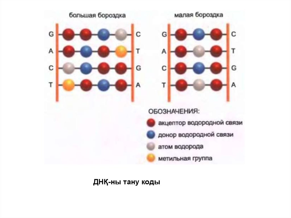 Присоединение метильной группы к днк подавляет