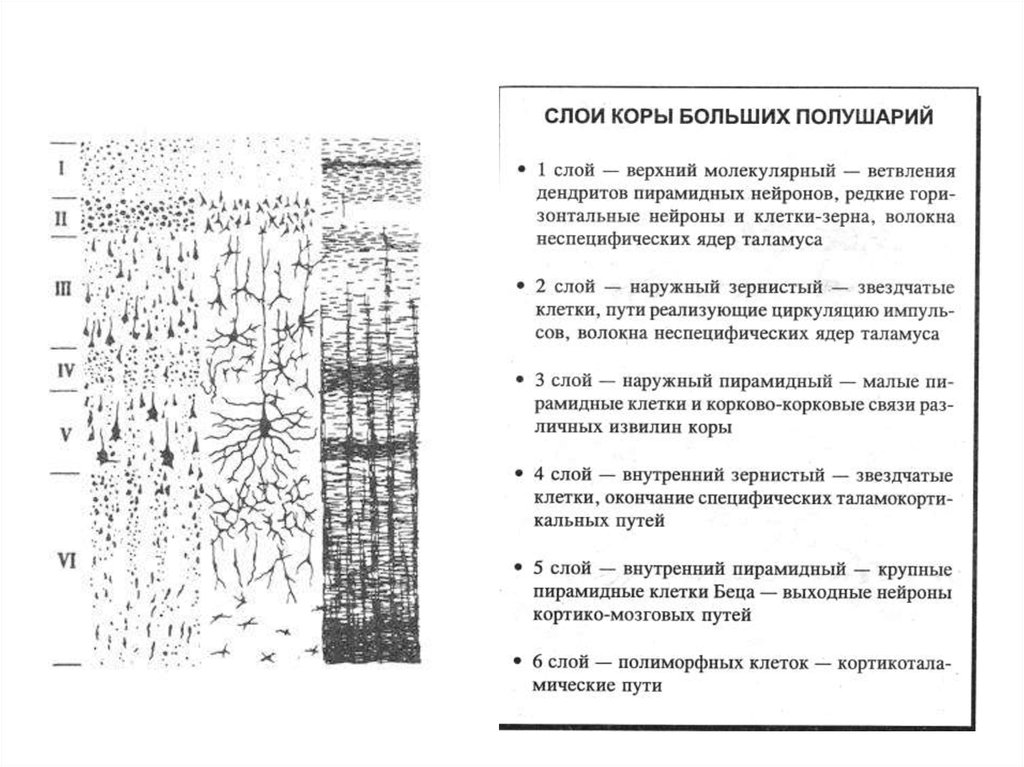 Кора больших полушарий головного мозга рисунок гистология