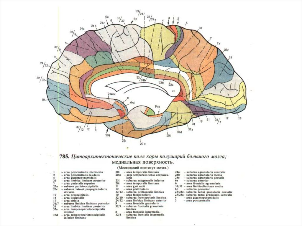 Первичные поля мозга. Поля головного мозга по Бродману. Карта полей коры больших полушарий по Бродману. Цитоархитектоника коры (поля коры по Бродману). Карта полей головного мозга по Бродману.