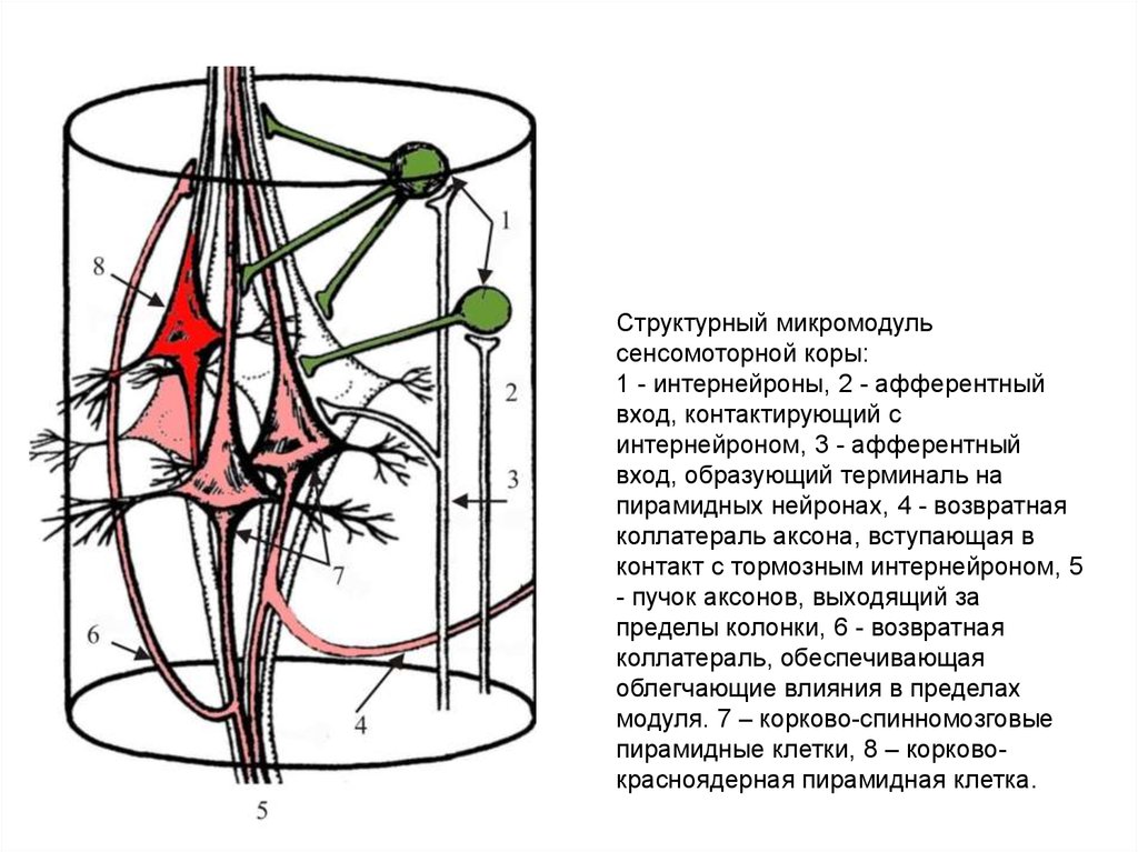 Интернейроны