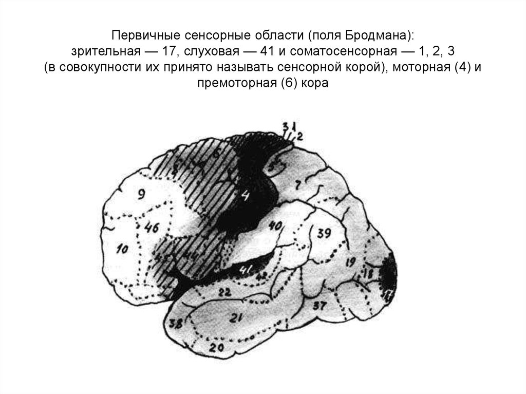 Первичные поля мозга. Поля коры полушарий большого мозга по Бродману. Поля Бродмана первичные поля. Области и поля коры больших полушарий по Бродману.