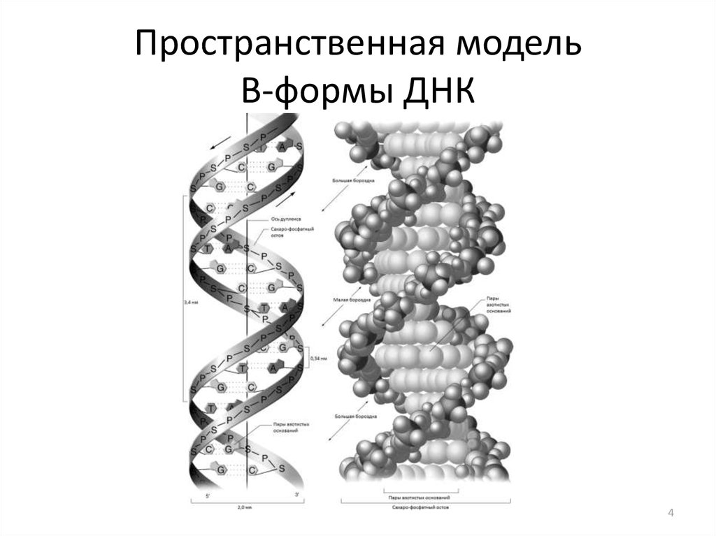 Для молекул днк характерна