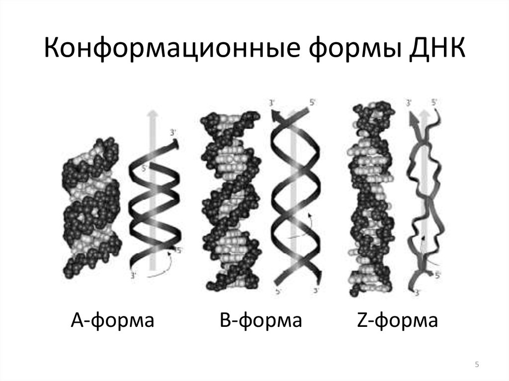 Вид цепочки днк