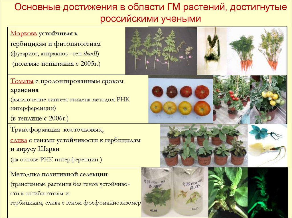 Схема создания генетически модифицированных растений невозможна без