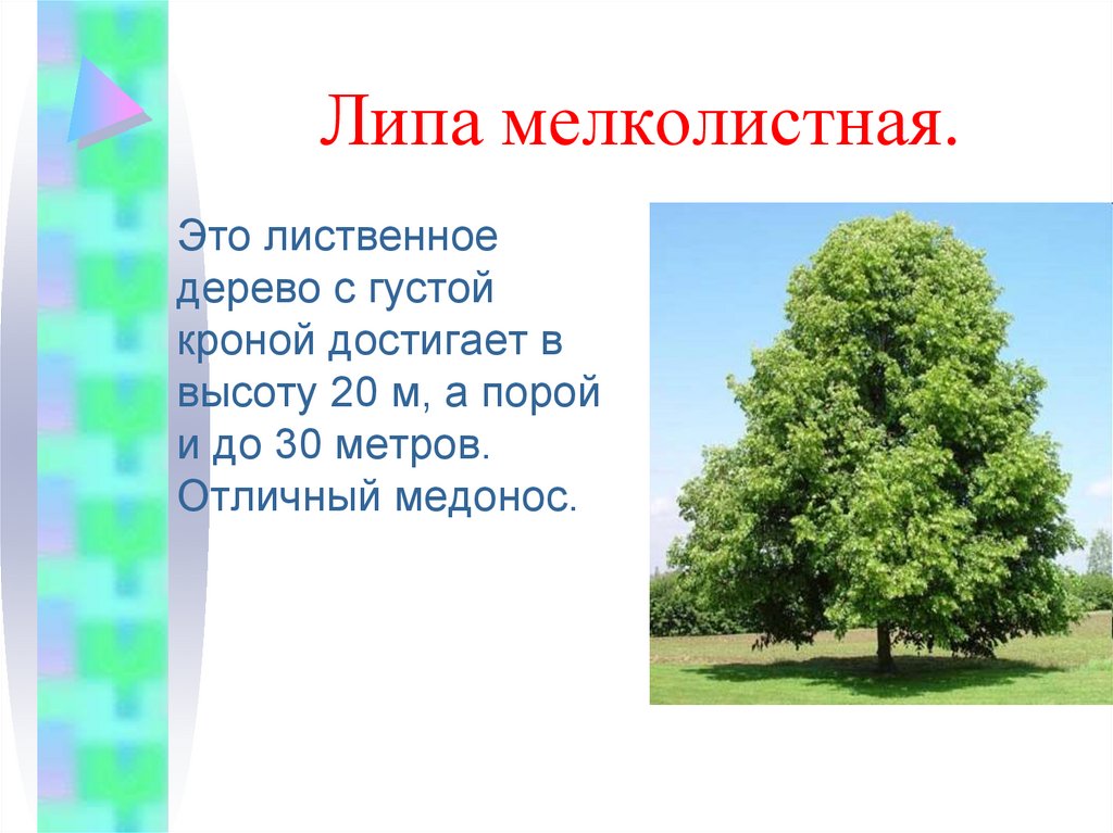 Признаки деревьев. Липа мелколистная высота дерева. Липа мелколистная высота крона. Липа мелколистная паспорт дерева. Липа мелколистная ярусность.